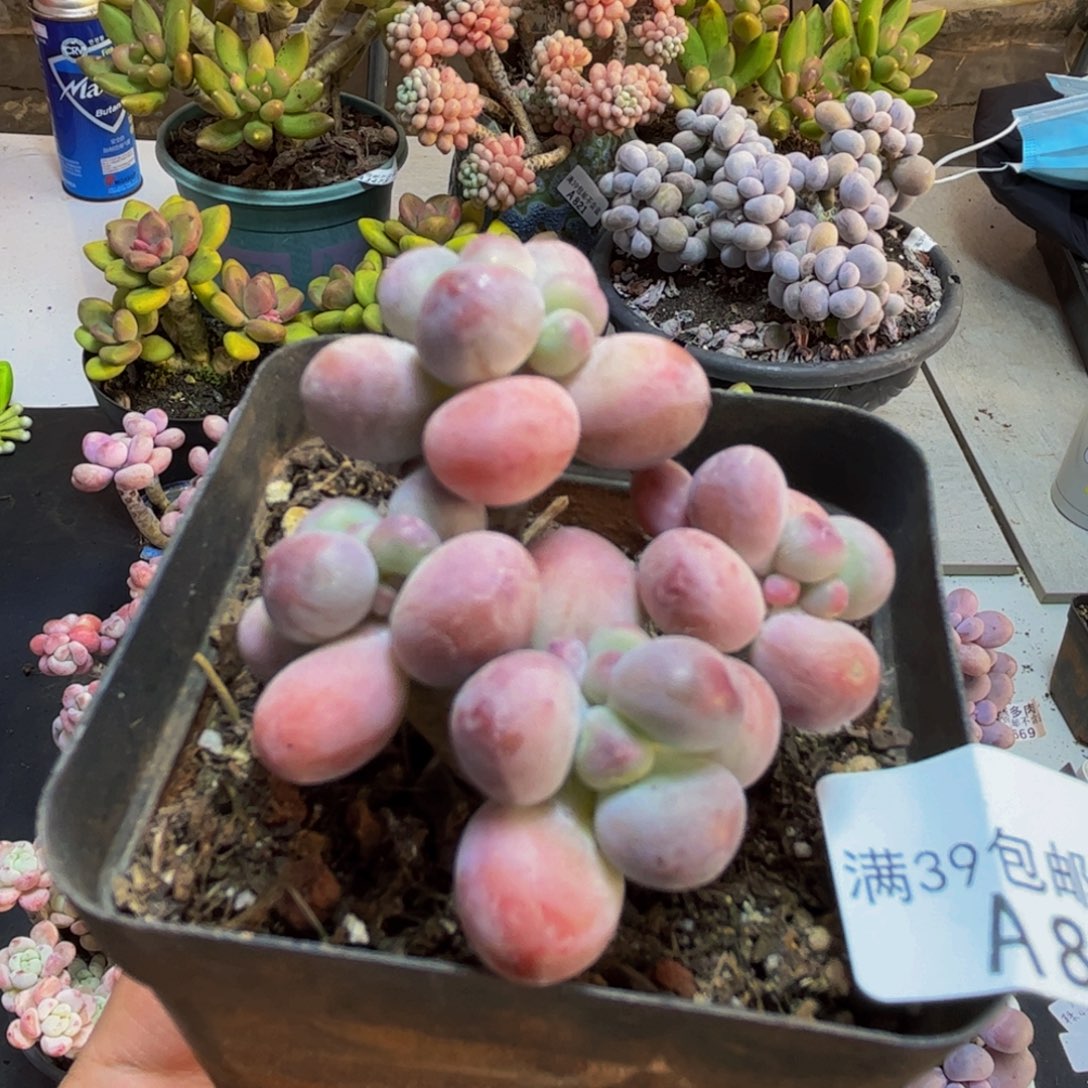 826苹果奶5cm多肉植物