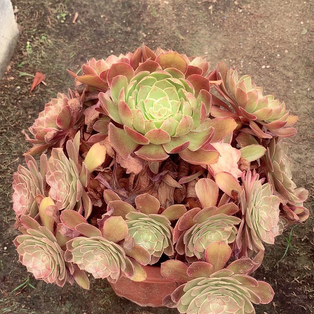 莲花座，多肉植物的