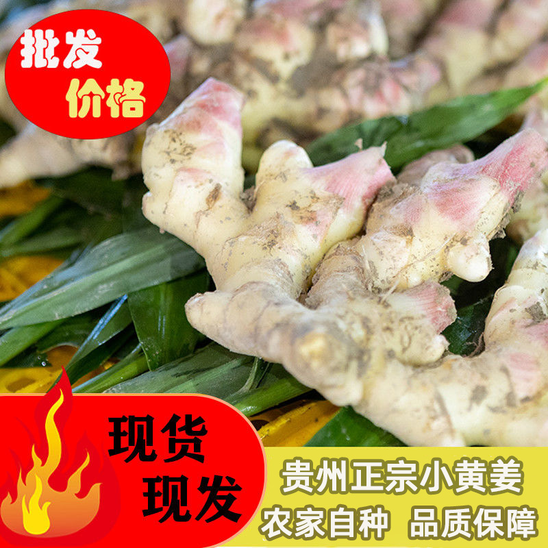贵州正宗小黄姜农家自种优质老姜批发姜种时令应季蔬菜