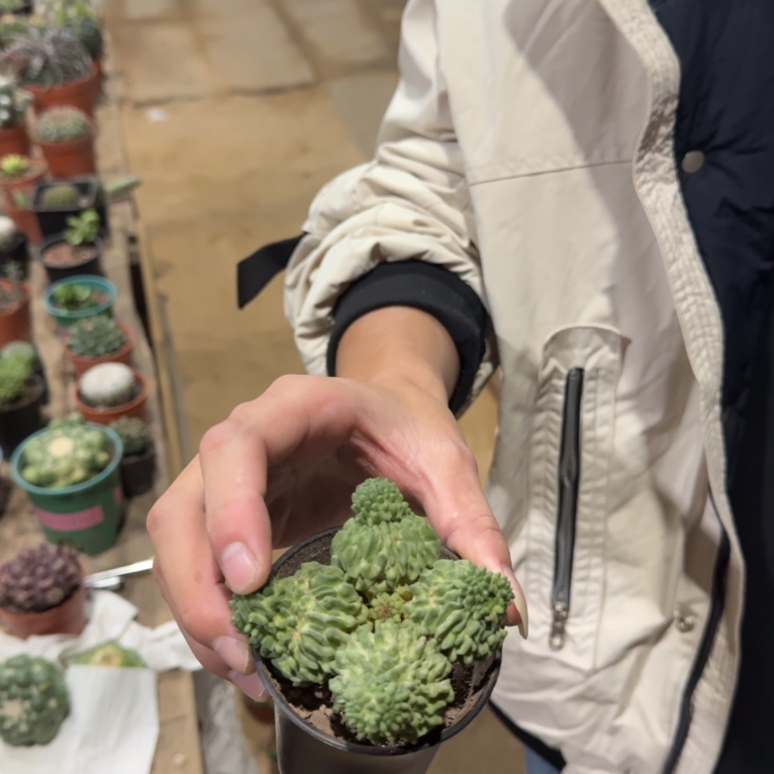 景树园艺 带根四头蝌蚪