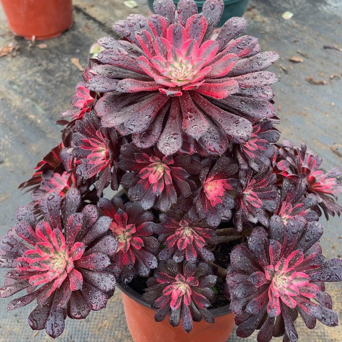 479黑铜白精品法师老桩