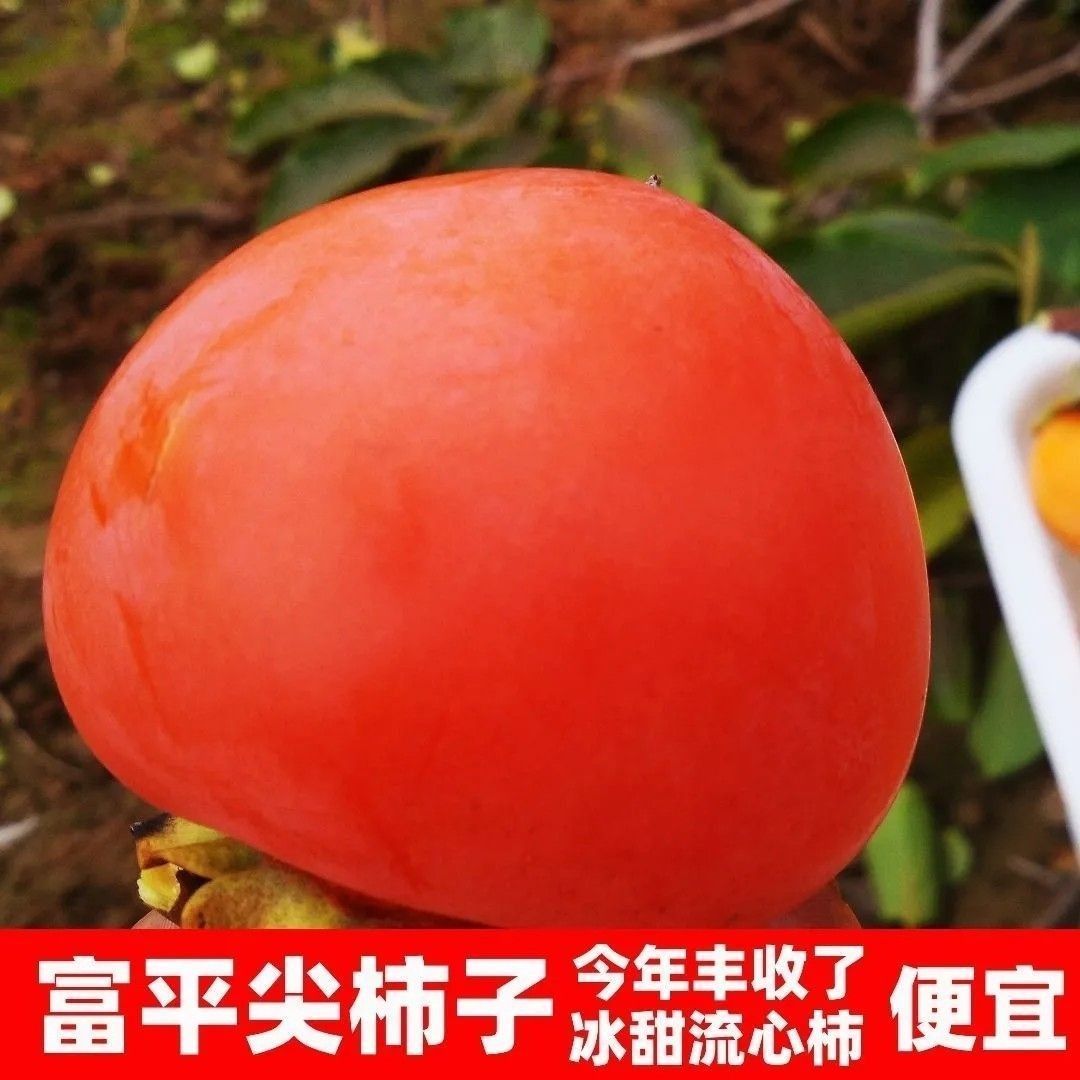 陕西富平大尖柿子新鲜应季美味水果放软吃清甜