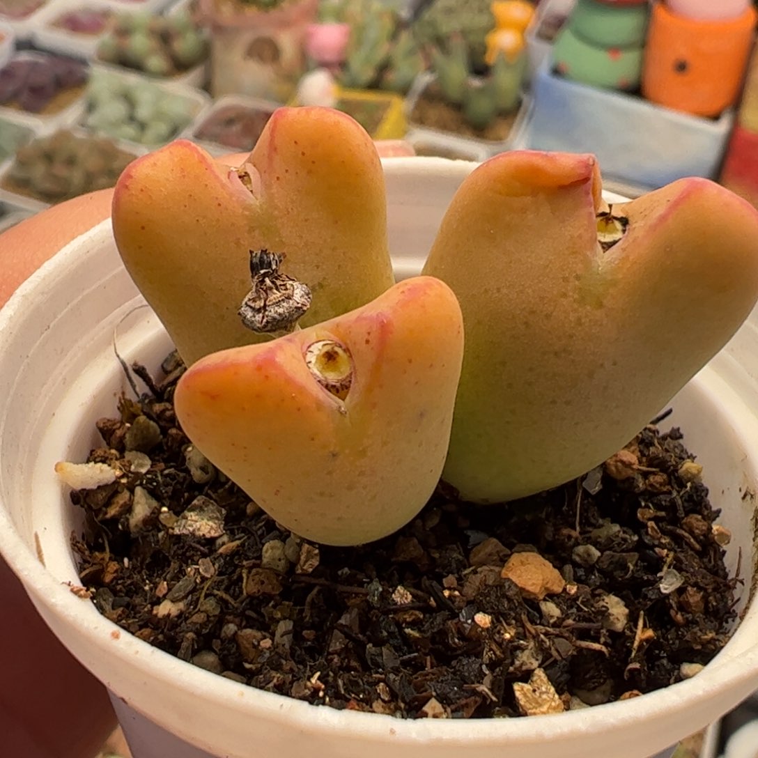 062多肉植物百科