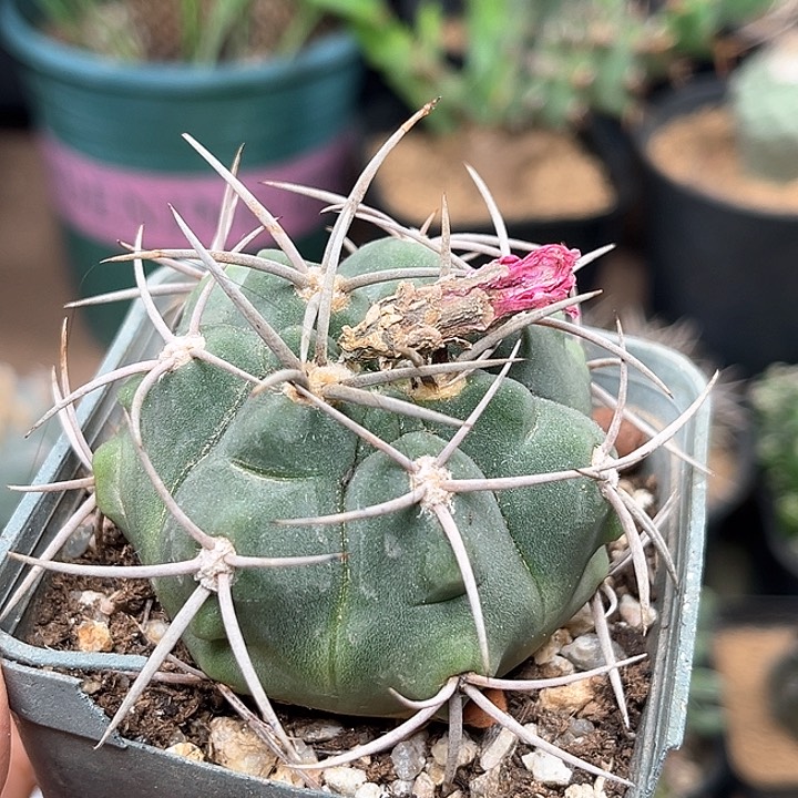 无花朵稀有品种赤花裸萼实生