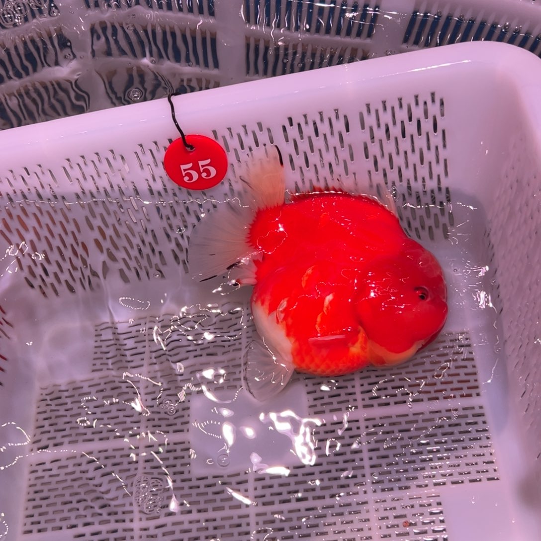 一***吖金鱼你好吗我好想