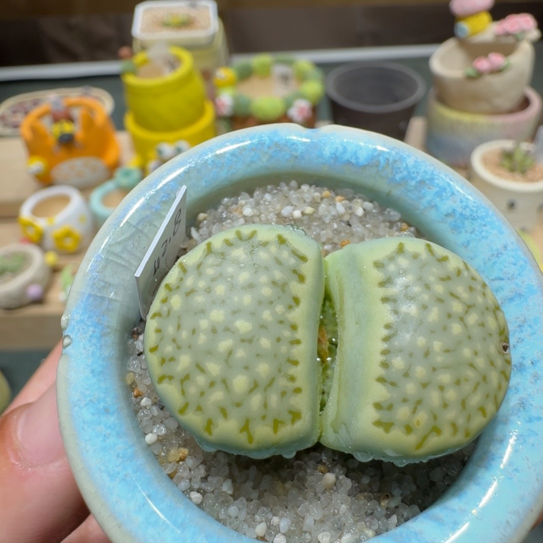 红陶蘑菇344奶油绿饼