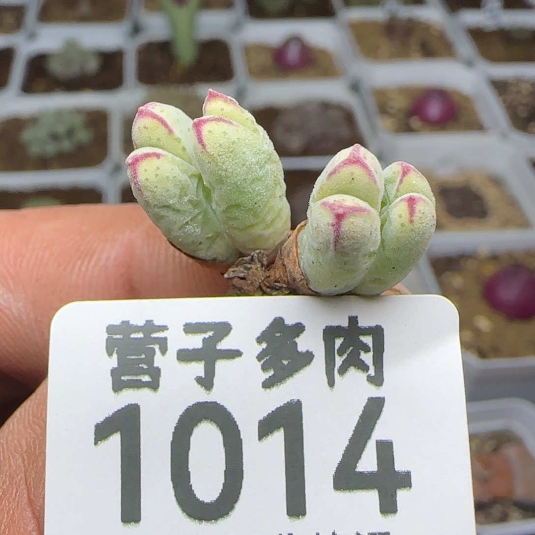 985猪蹄4头脱土。   