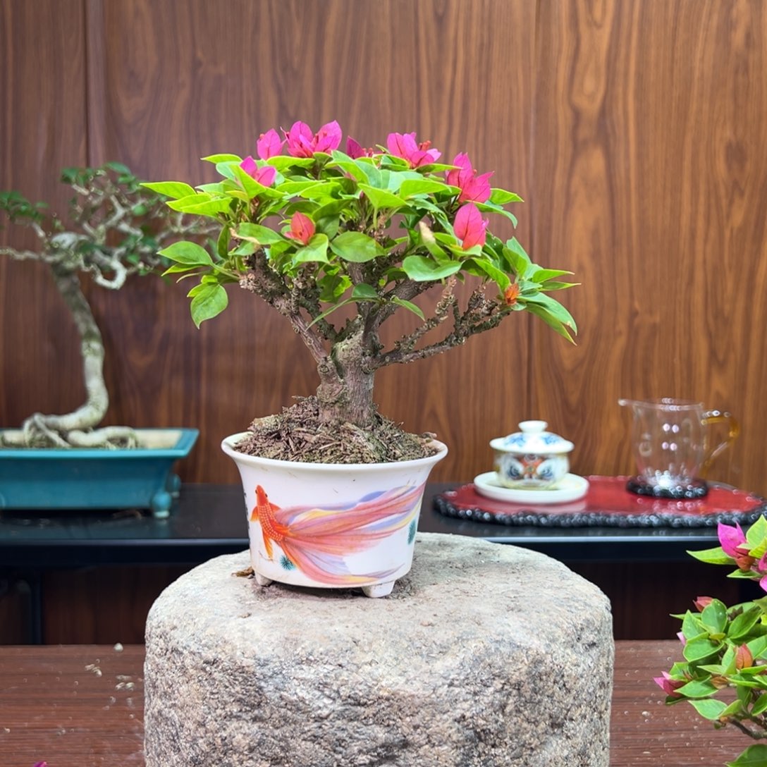 用***4完全开放1111111111