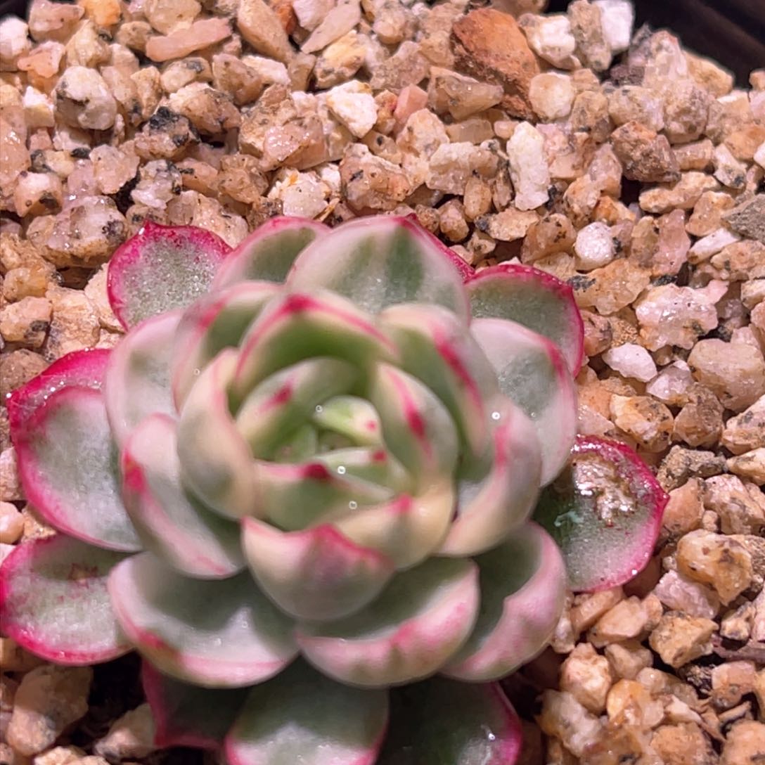 多肉特价高白瓷梦幻玫瑰锦