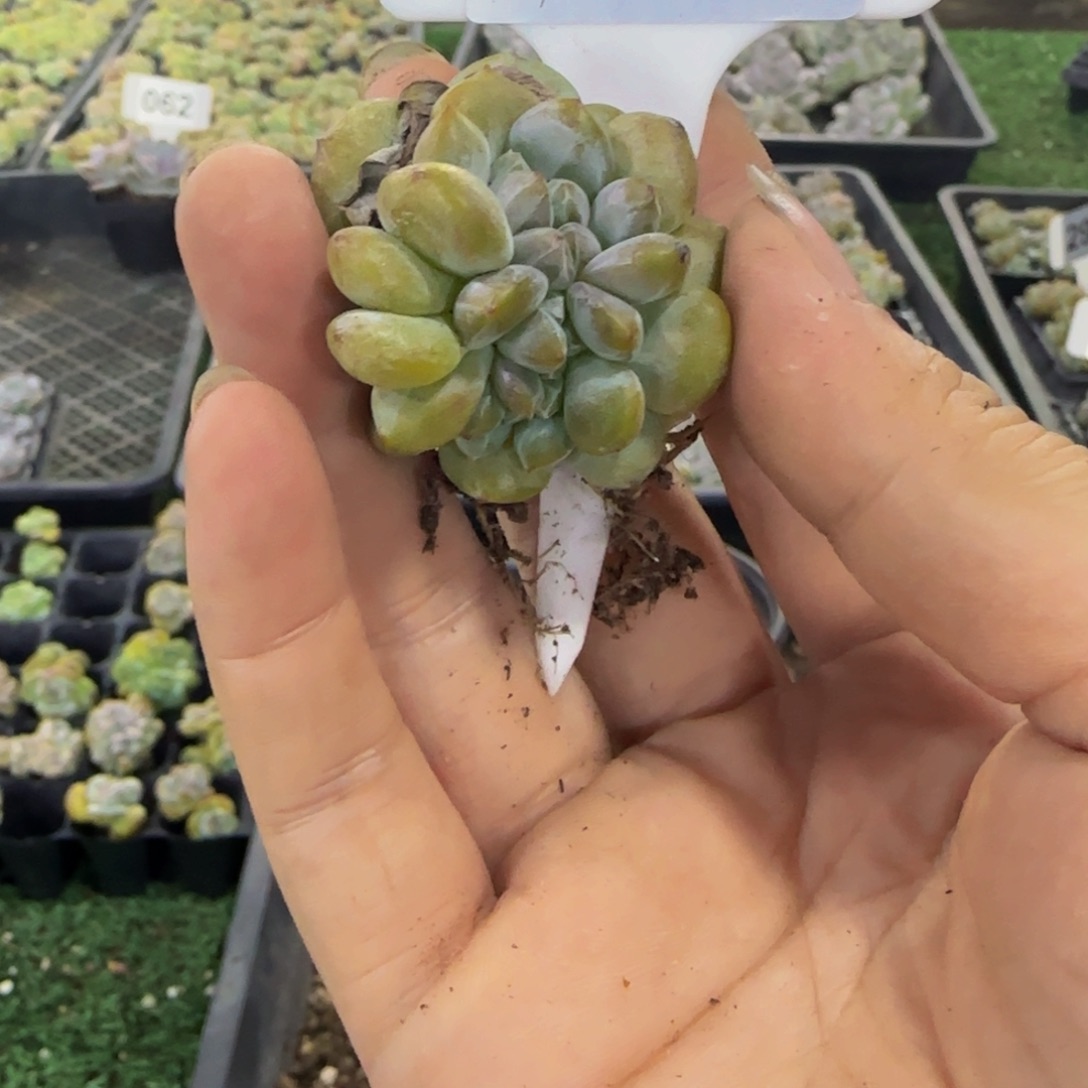 C***S237 号一物一拍特价福利