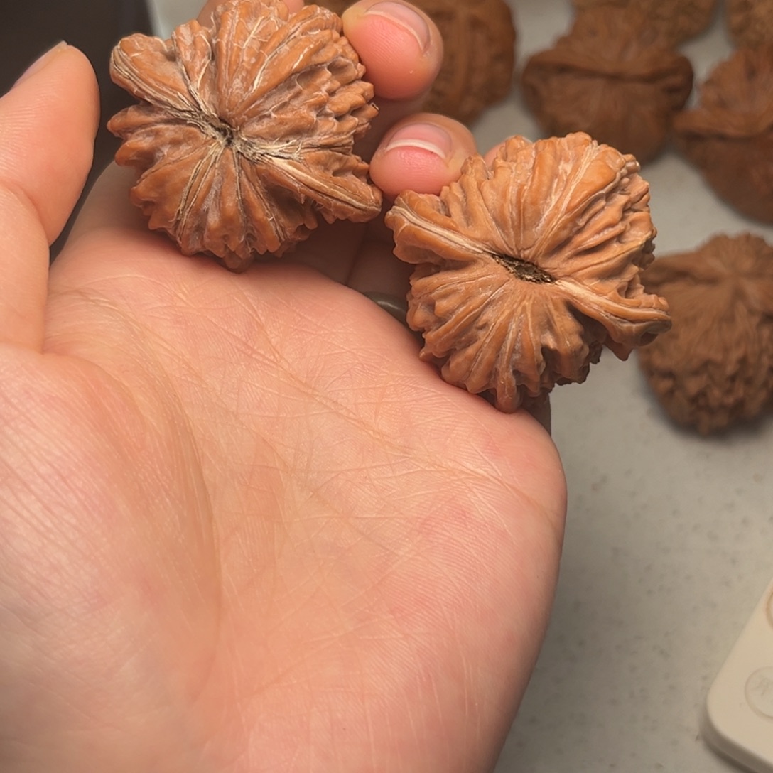 糖***猫大叶紫檀（黑酸枝木类）