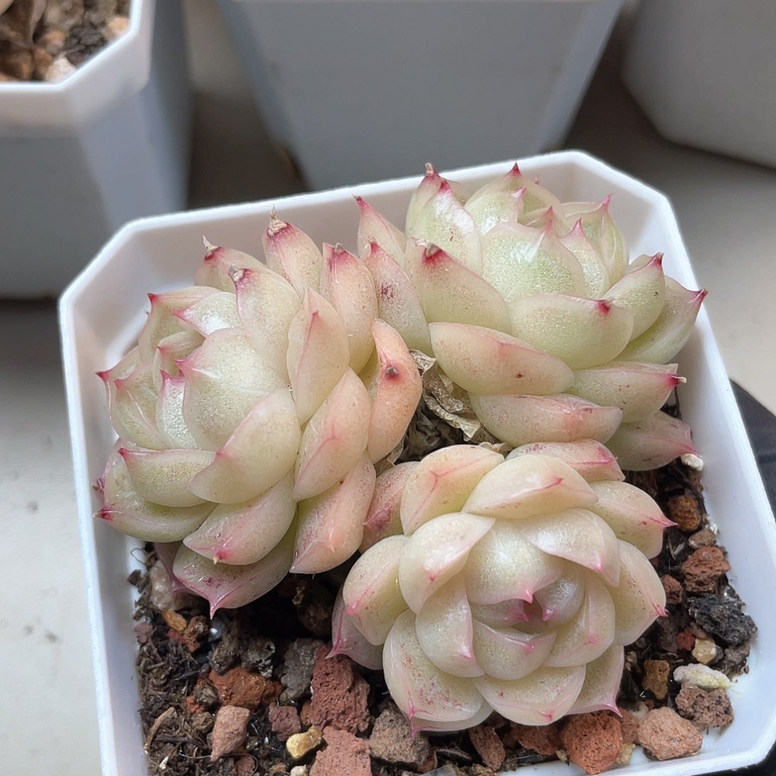 优选麦秆福利9286