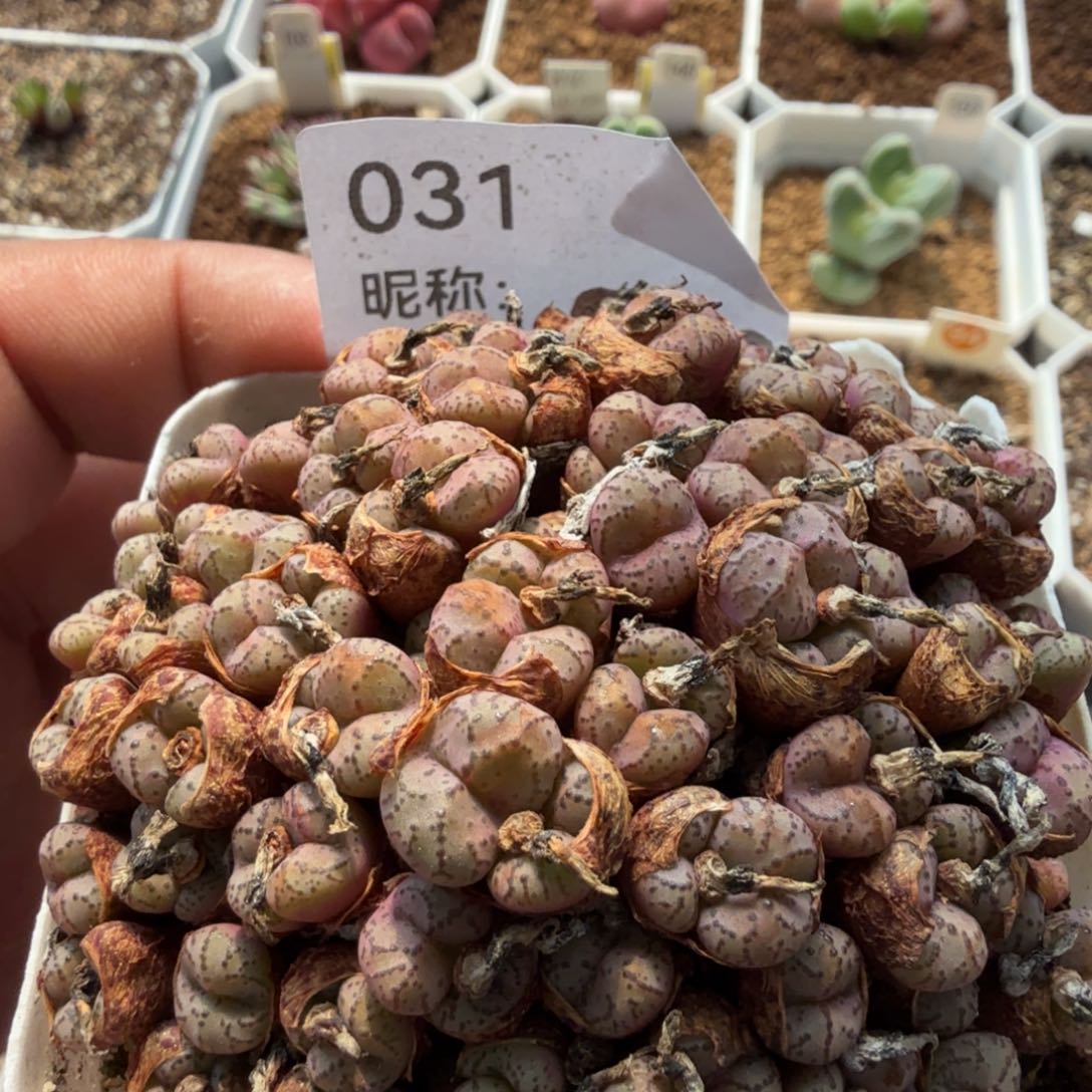 多肉植物多肉植物多肉植物