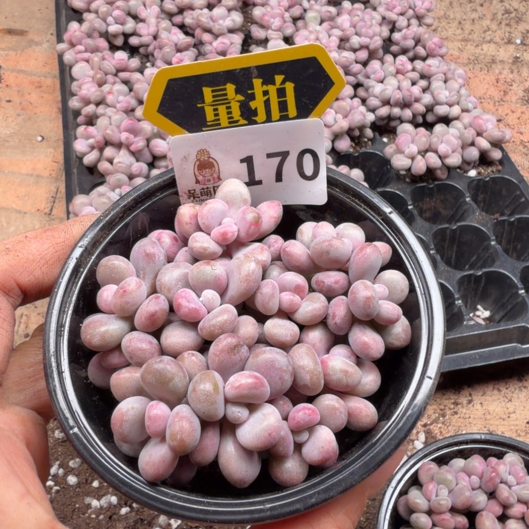 多肉植物多肉植物