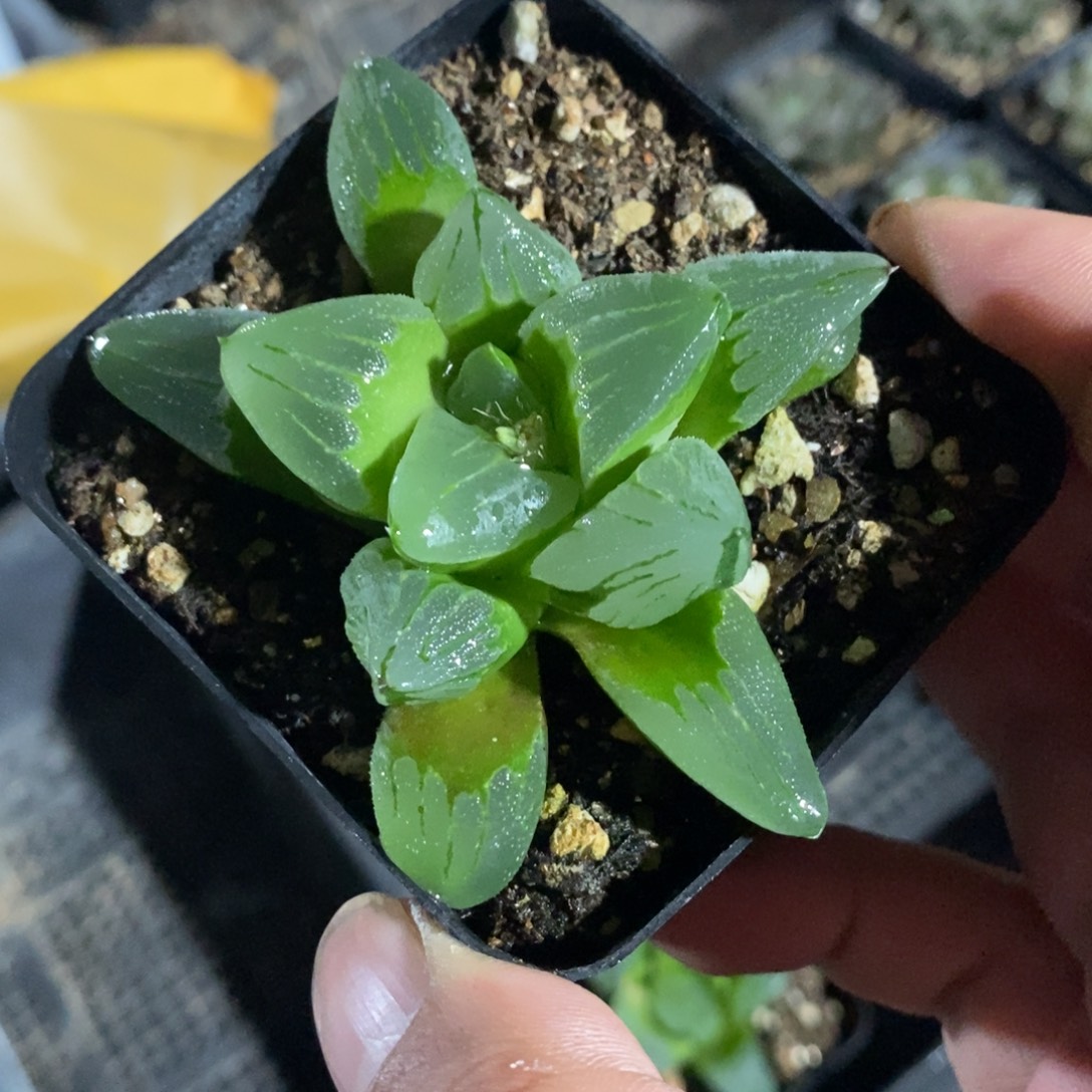 冰城一颗 周末整点福利