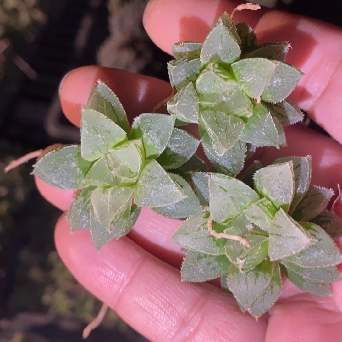 2415 一颗新冰砂糖 做手捧花首选 双蛋福利