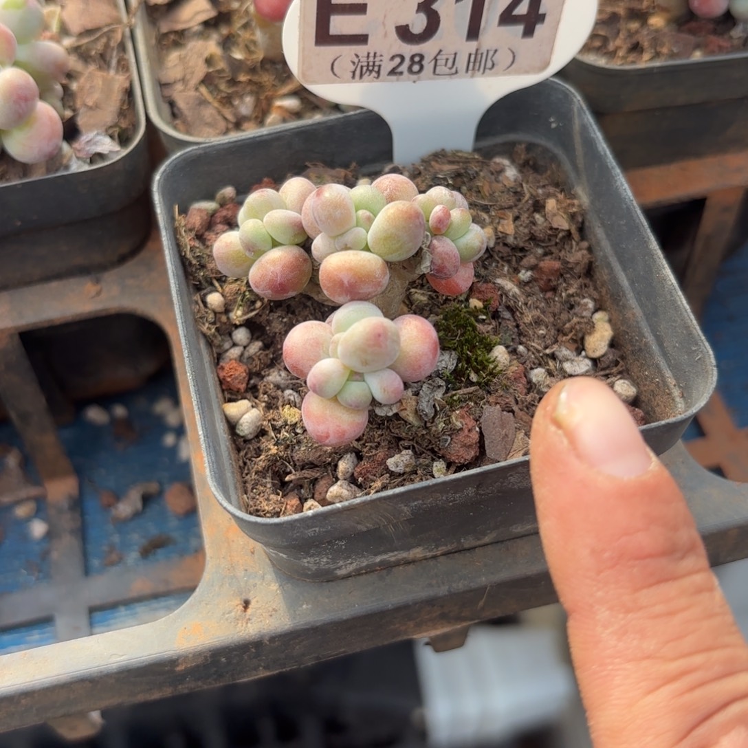 E314苹果奶一物语拍