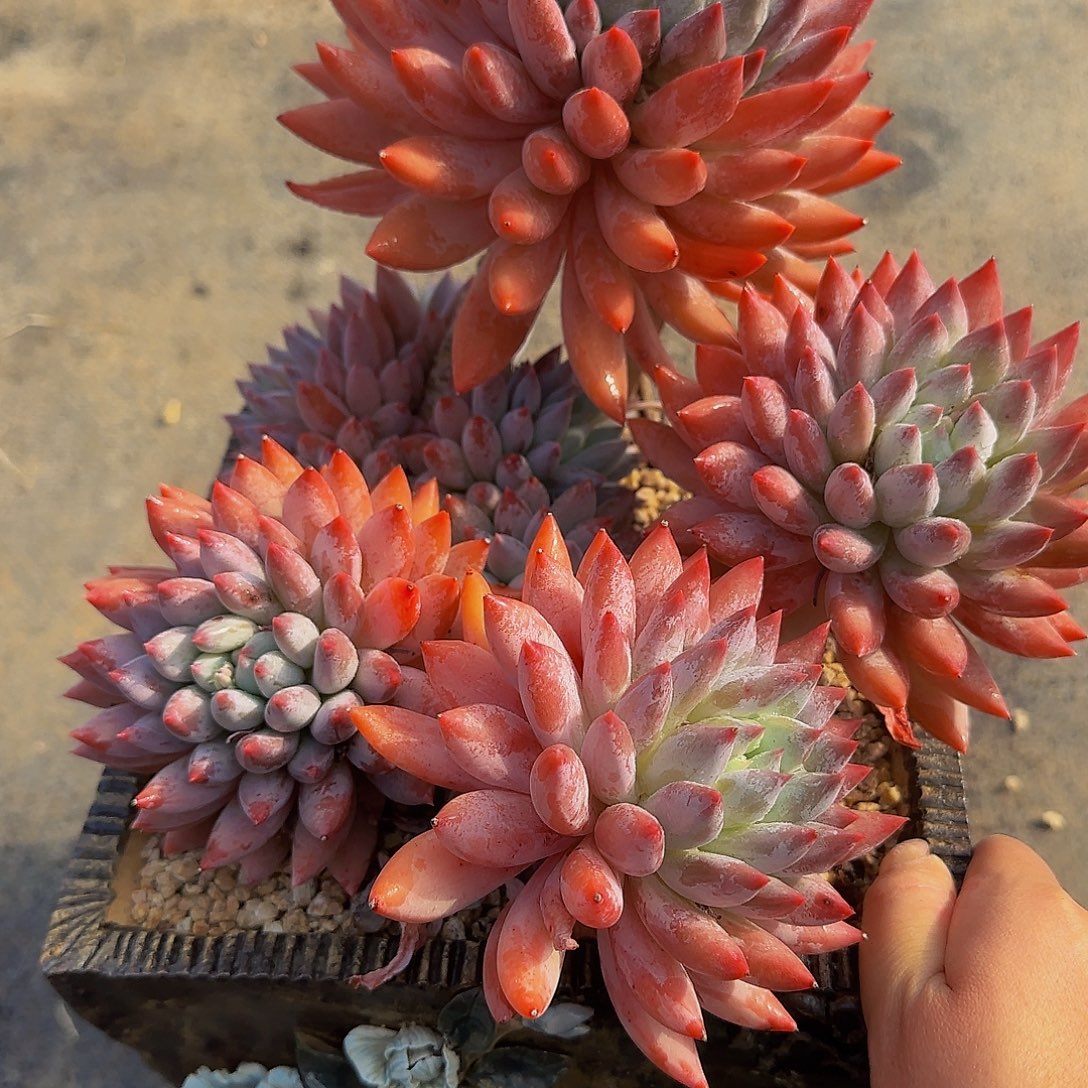 桔***了黄金健健康康角落我希望我哦哦哦