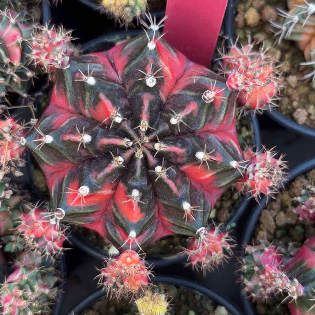 L516-1209泰国发货