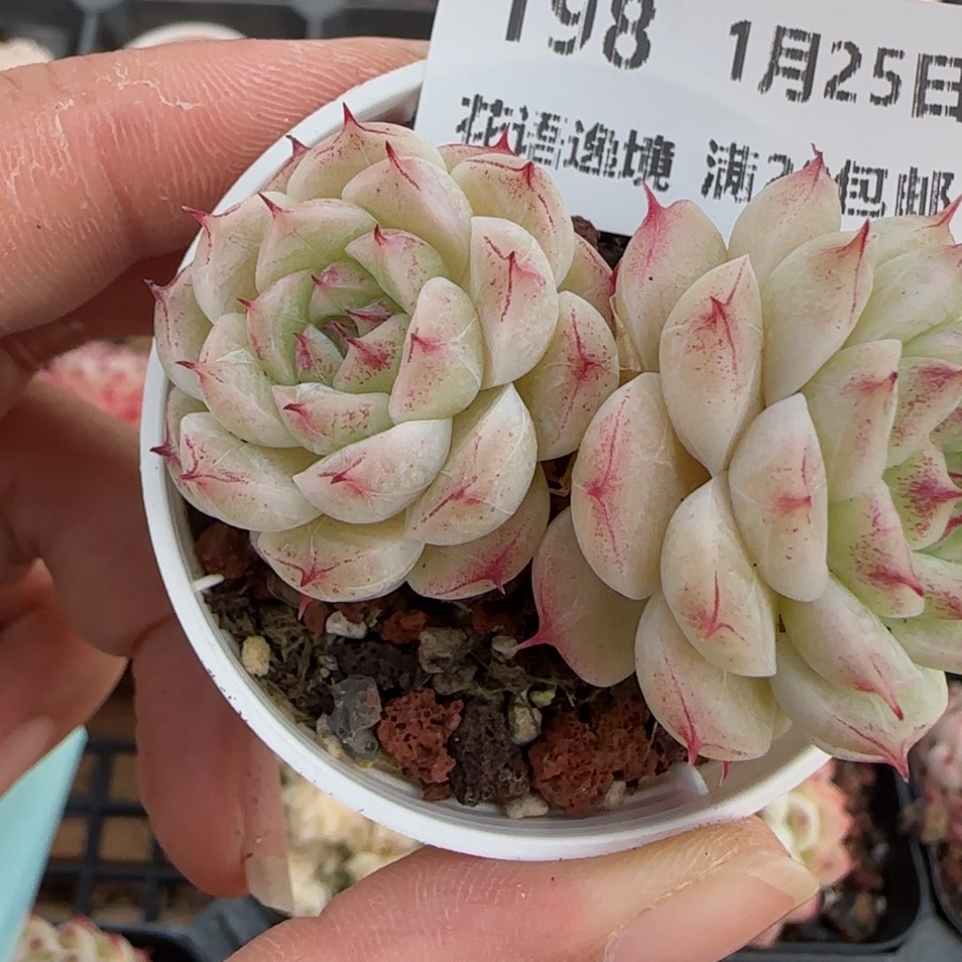 一***.花语逸镜0125-198