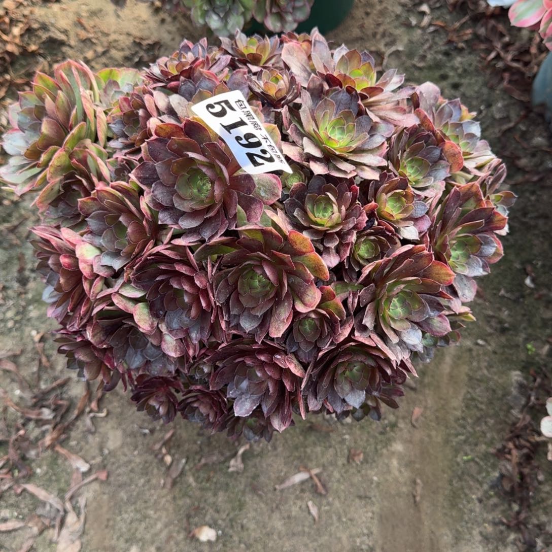 法师万七彩5192 17-26