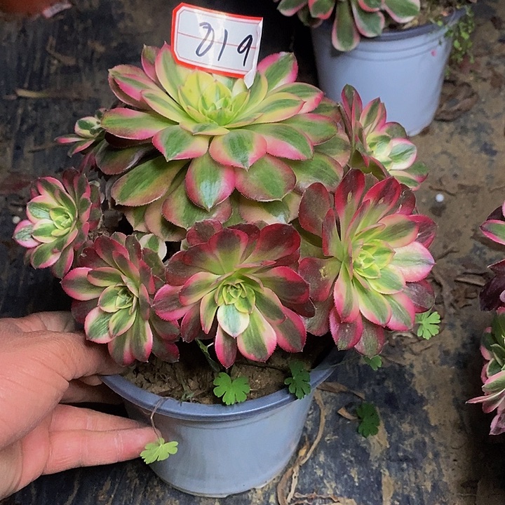 荔枝荔老桩捧花819号