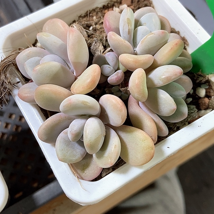 多肉植物粉兔1637