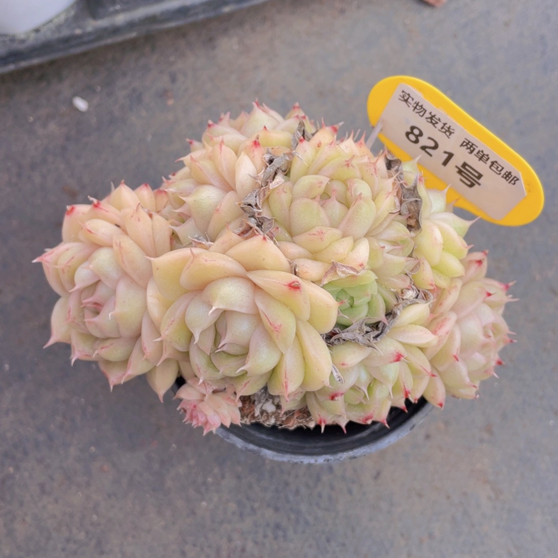 821号油亮肥麦秆群生一个不包整