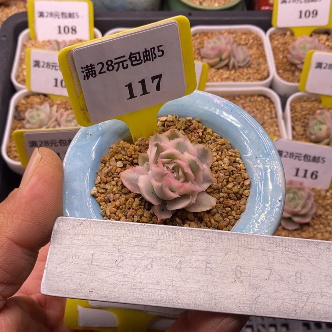 5117紫蝴蝶锦小群