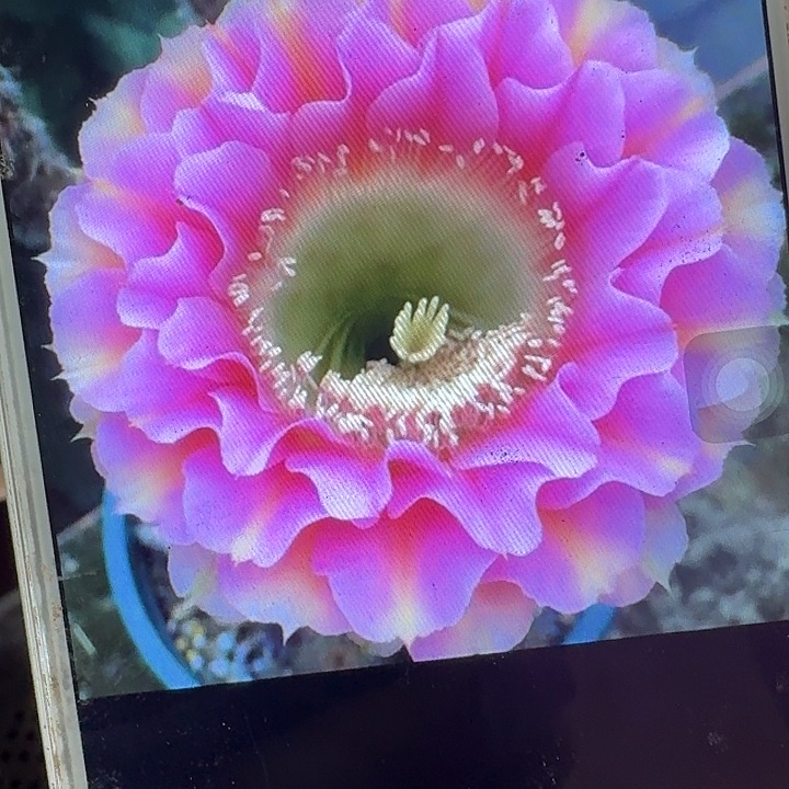 彼岸侧芽4公分彩草