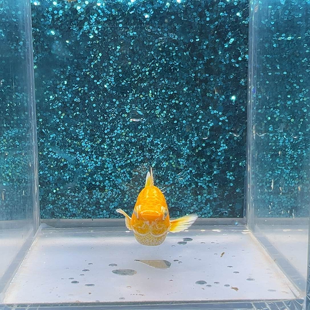 孔雀鱼黄金玛丽一对00058