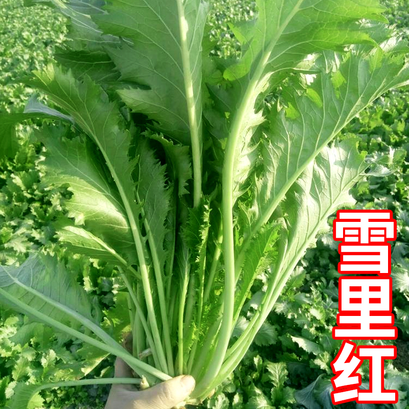 大叶雪里蕻种子秋冬四季播美味清香雪里红蔬菜孑农家阳台田园种籽