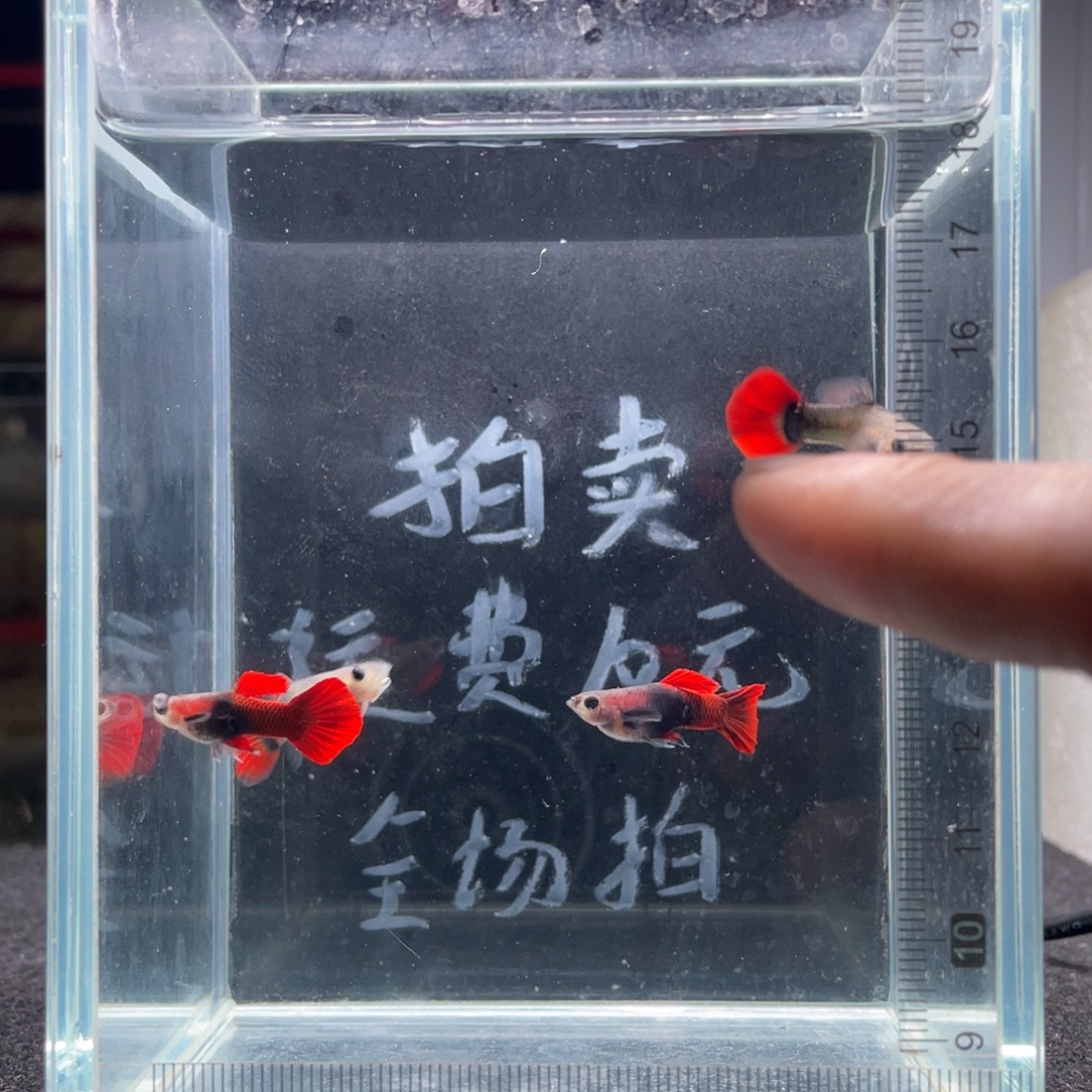 孔雀鱼越系红扇玻璃猫两对