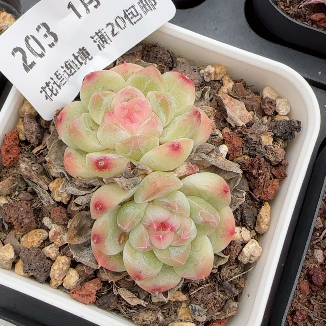 花语逸镜0128-203