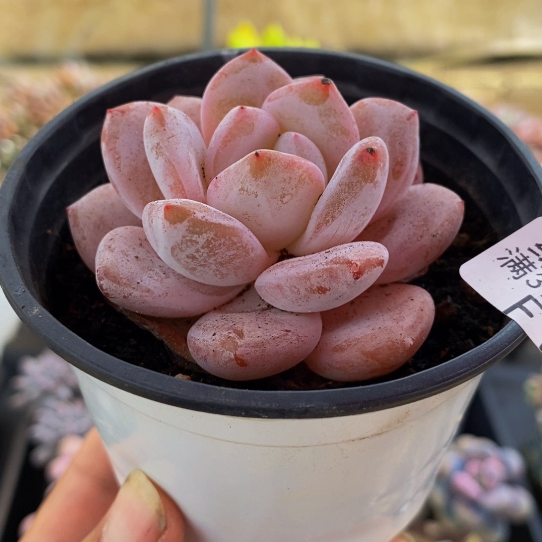 833冰糕5cm多肉植物