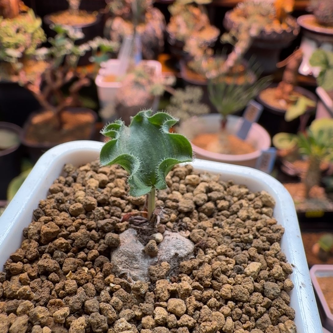 波动雾冰玉771 仙人掌