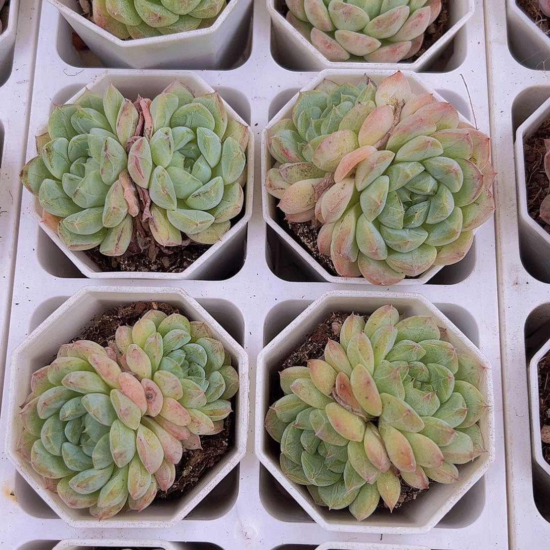 暗纹冰魄多肉9.9包邮