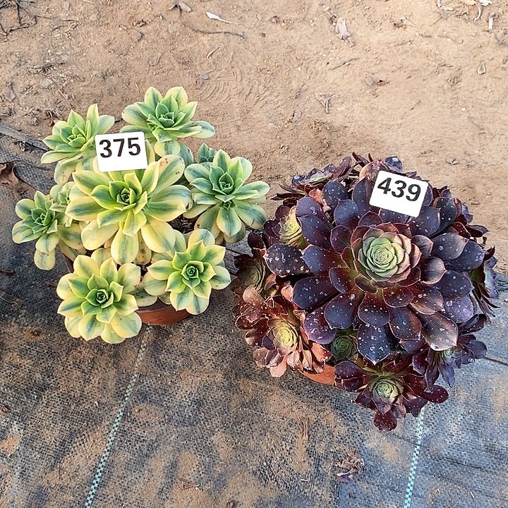 法师植物一物一拍，375.,439