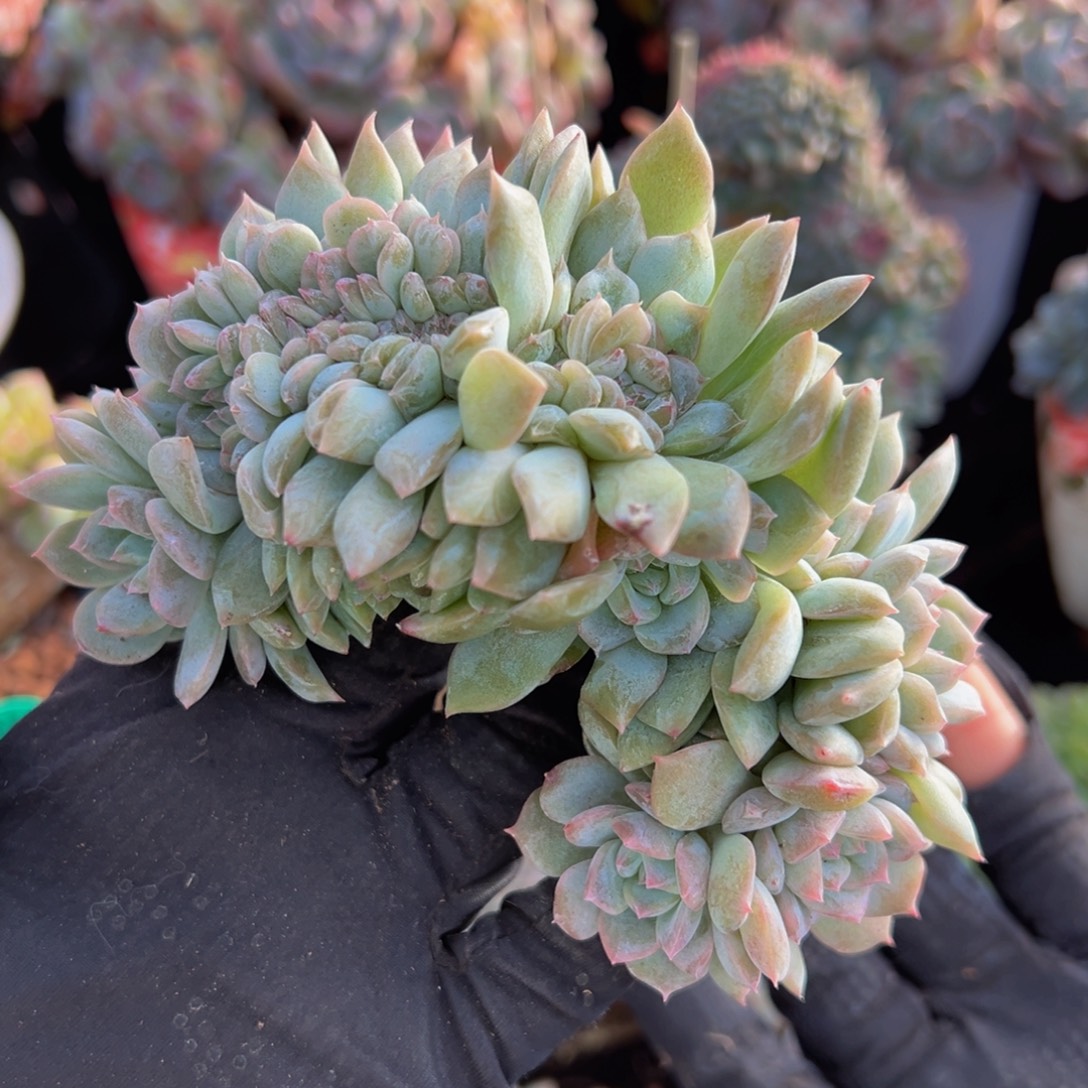 西柚琥珀缀7朵朵缀微瑕