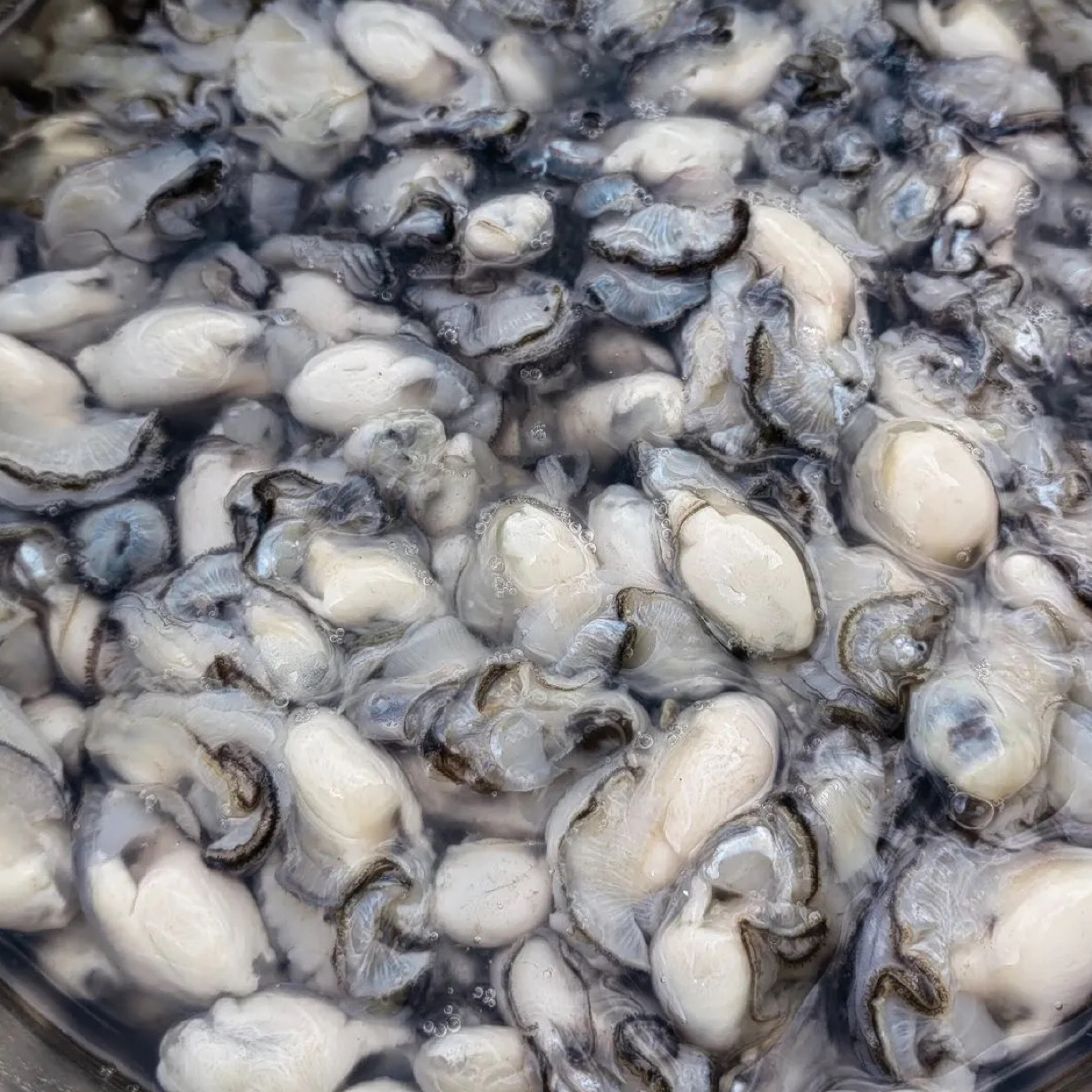 当潮礁石原浆海蛎子肉3斤