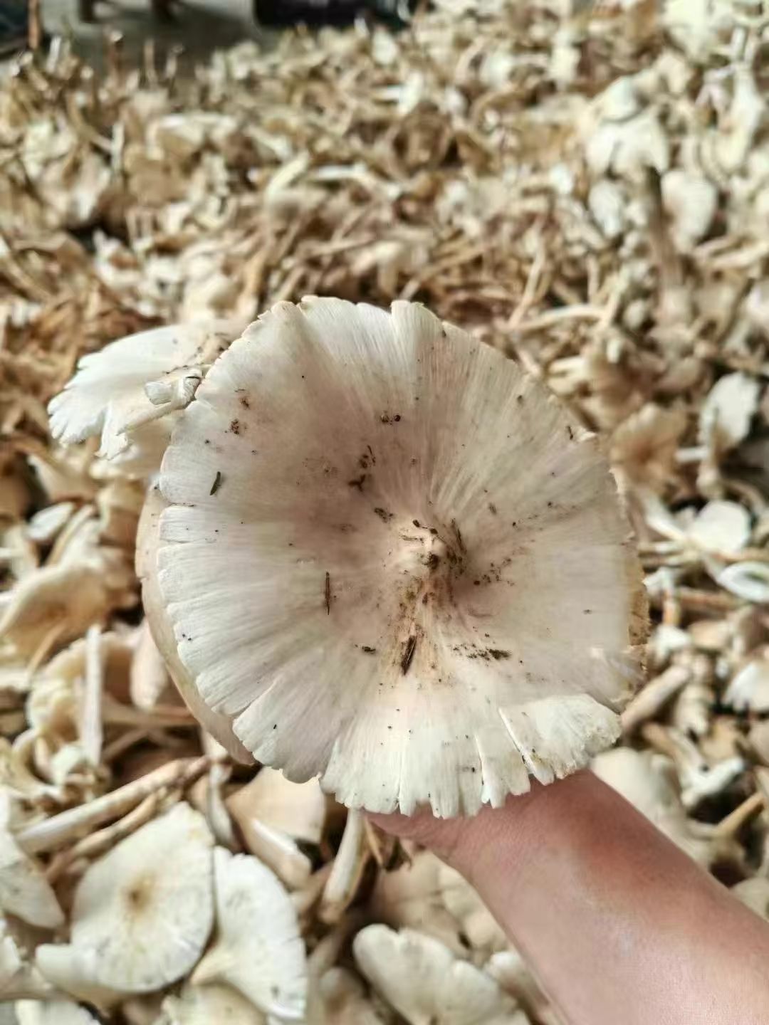 云南新鲜野生鸡枞菌油炸鲜美可口