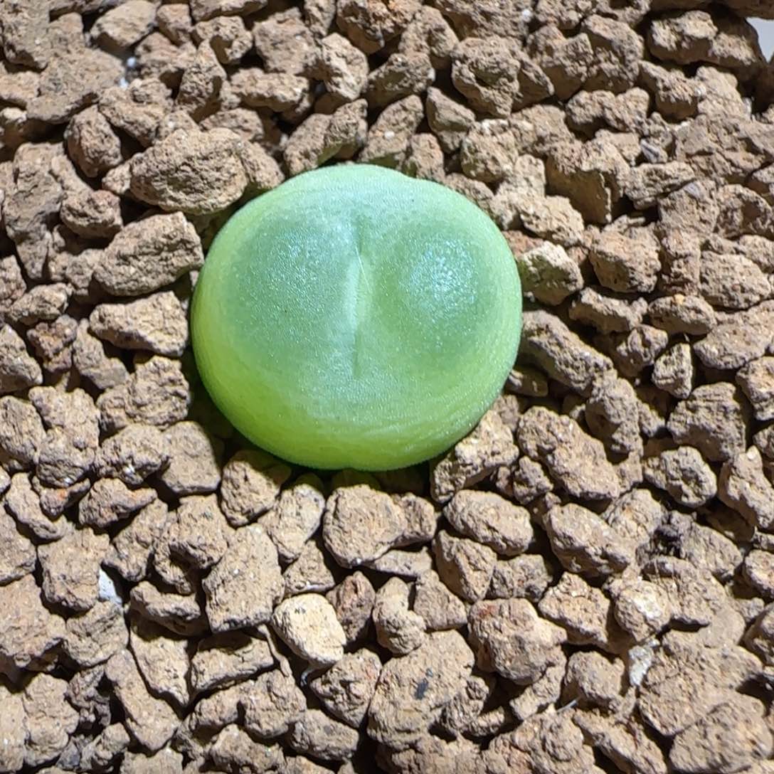 肉锥多肉植物组合-sh1200拉登694