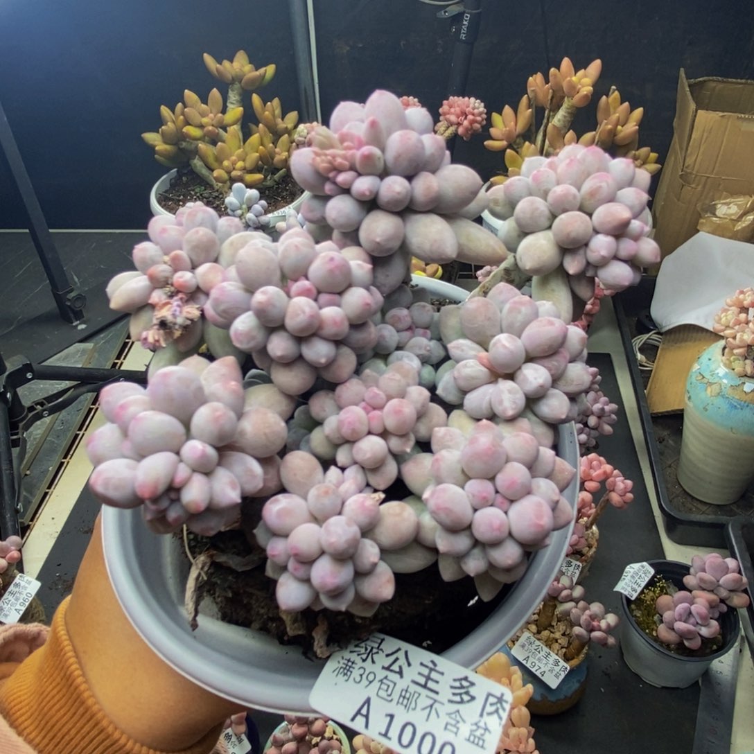 000香水手指奶多肉8c m