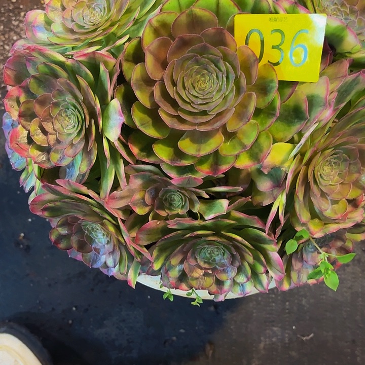 芬***芳哈哈多肉葡萄福利来036