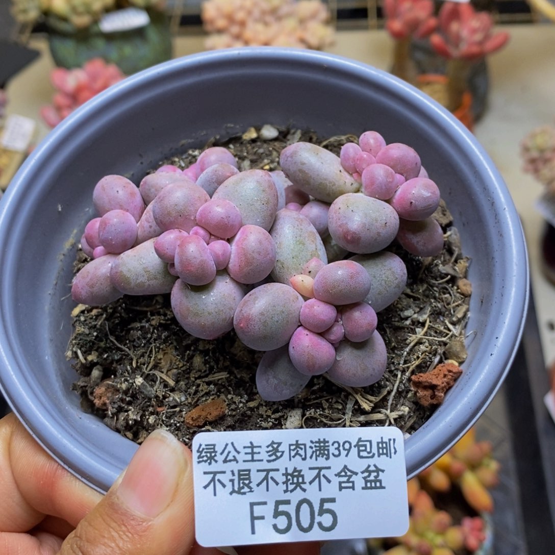 505香水手指奶多肉7c m