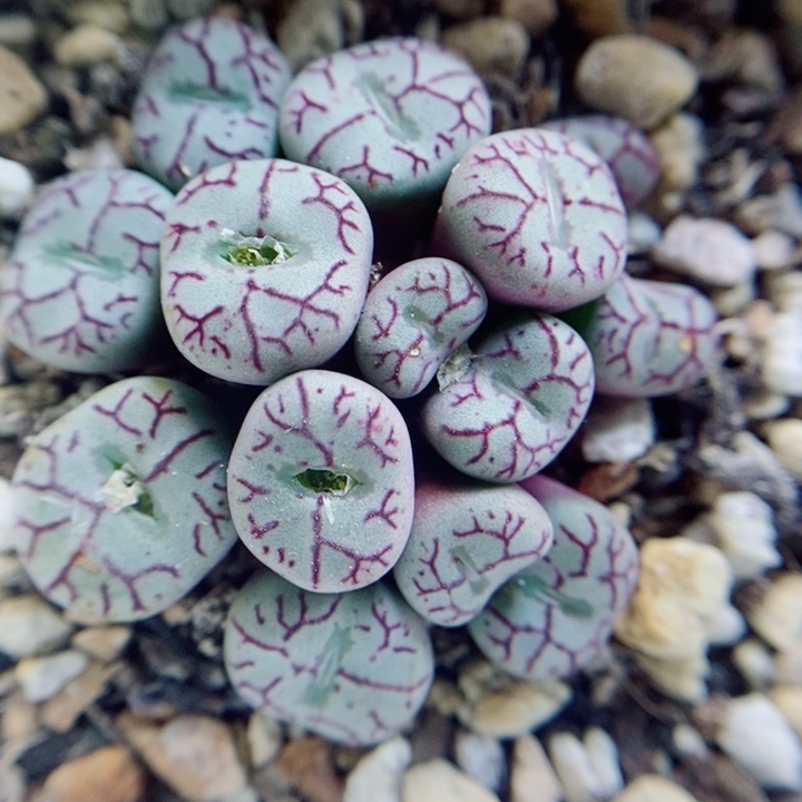 生石花花花花花花花154