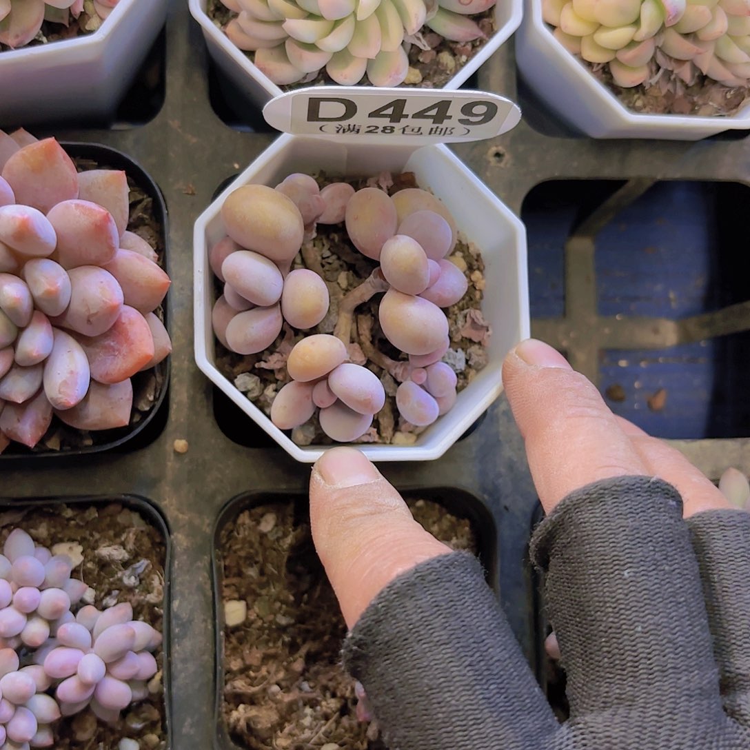 D449桃蛋一物一拍