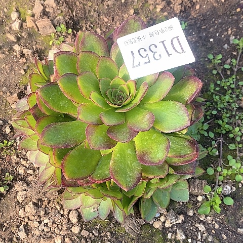 1357桃花石多肉法师