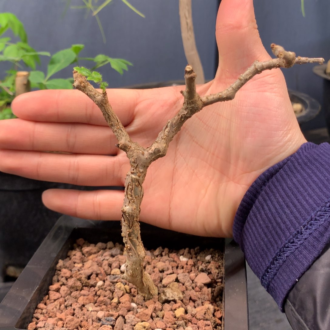 滔天橄榄实生带盆发货