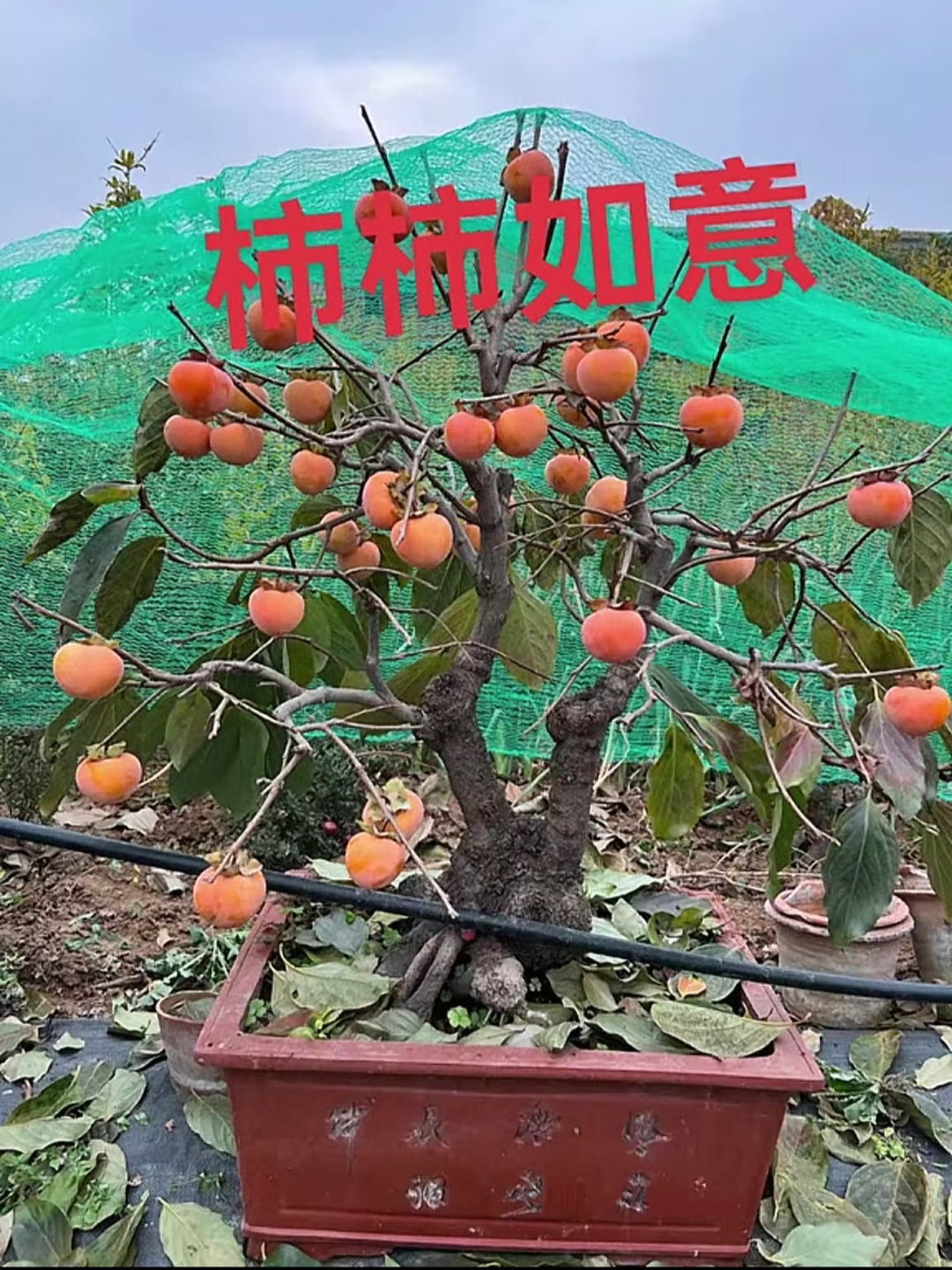 【七亩七源头产地】陕西临潼火晶柿子火罐柿子地栽盆栽盆景庭院阳台